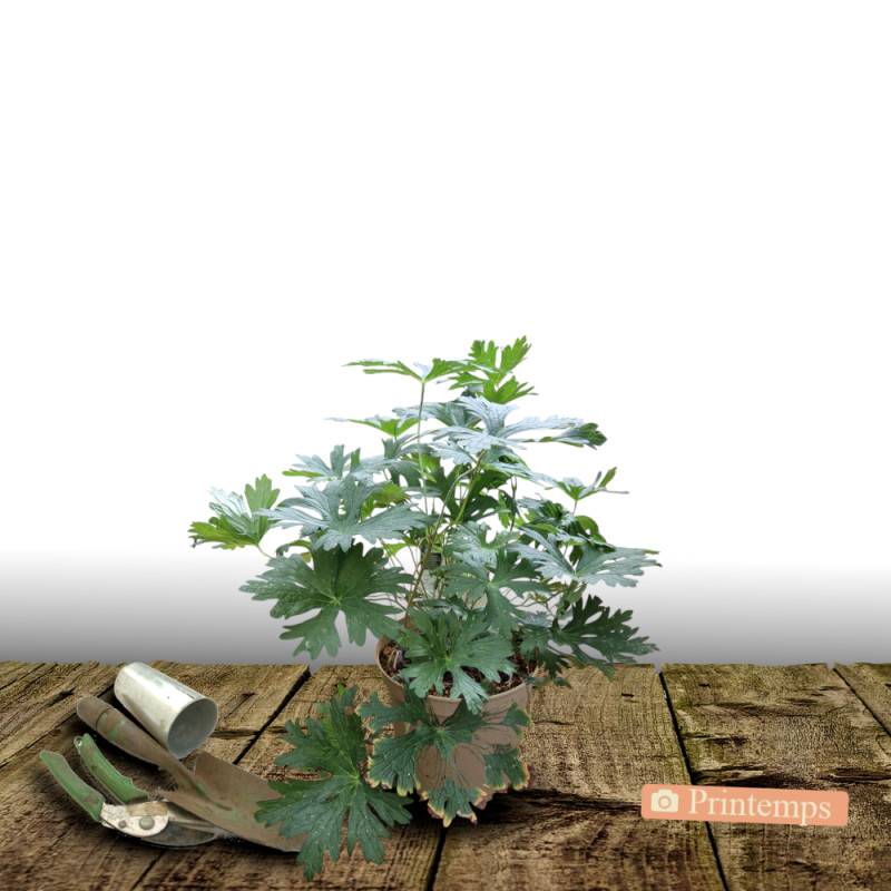 Géranium vivace Patricia à fleurs Rose/Violette - feuillage Persistant - Pot de 3L - 20/40 cm - Imagen 4