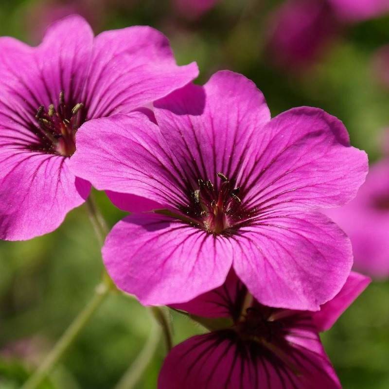Géranium vivace Patricia à fleurs Rose/Violette - feuillage Persistant - Pot de 3L - 20/40 cm - Imagen 1