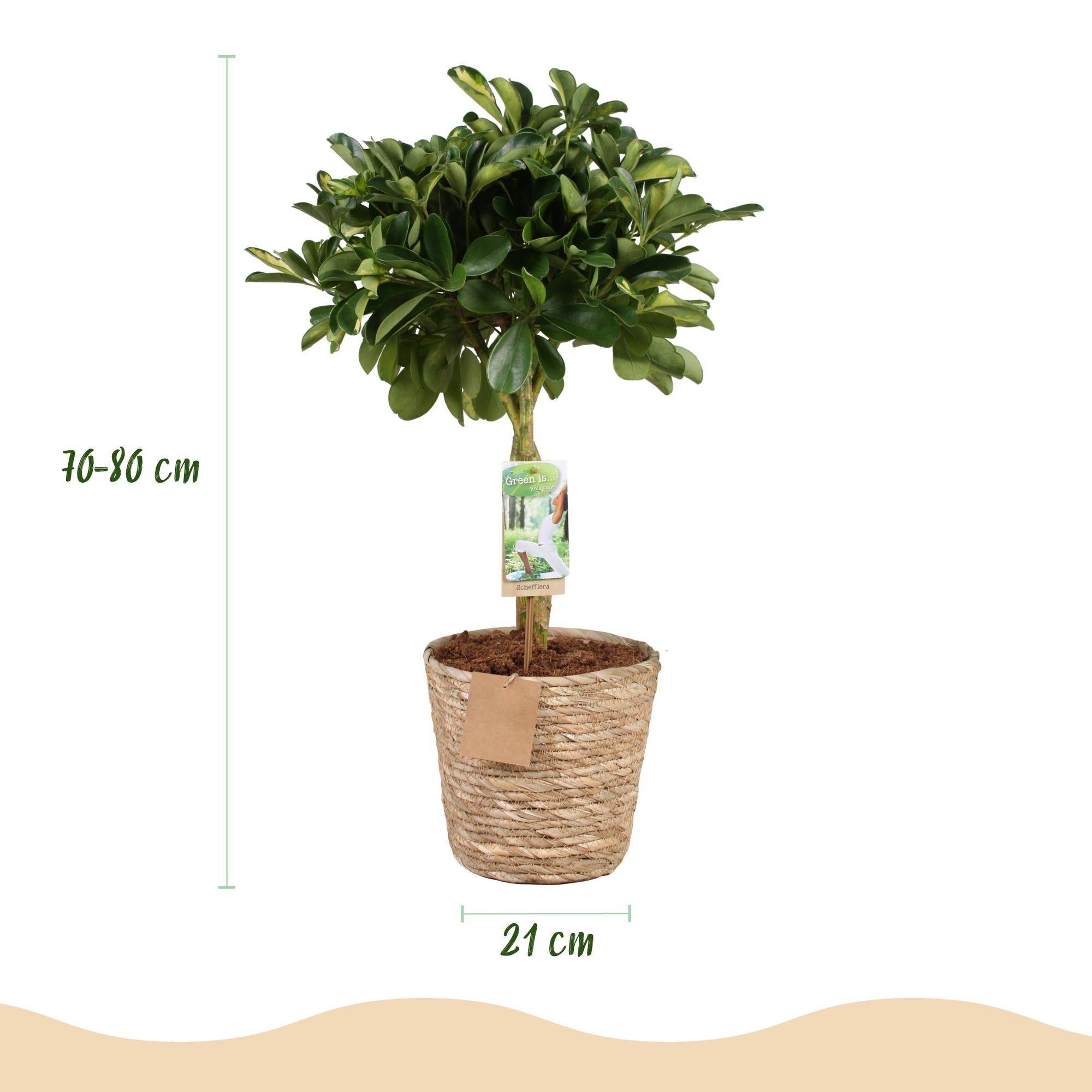 La Green Touch - Schefflera Gold Capelle - D21 H80cm - Image 2