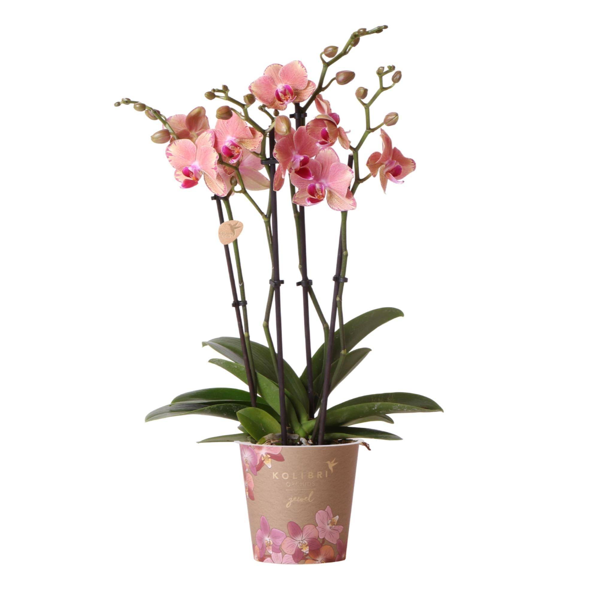La Green Touch - Orchidée Phalaenopsis Orange-Rose Jewel Pirate Picotee 45cm - Plante d'intérieur- La Green Touch - Imagen 1