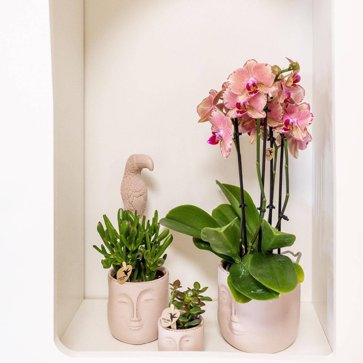 La Green Touch - Orchidée Phalaenopsis Orange-Rose Jewel Pirate Picotee 45cm - Plante d'intérieur- La Green Touch - Imagen 5