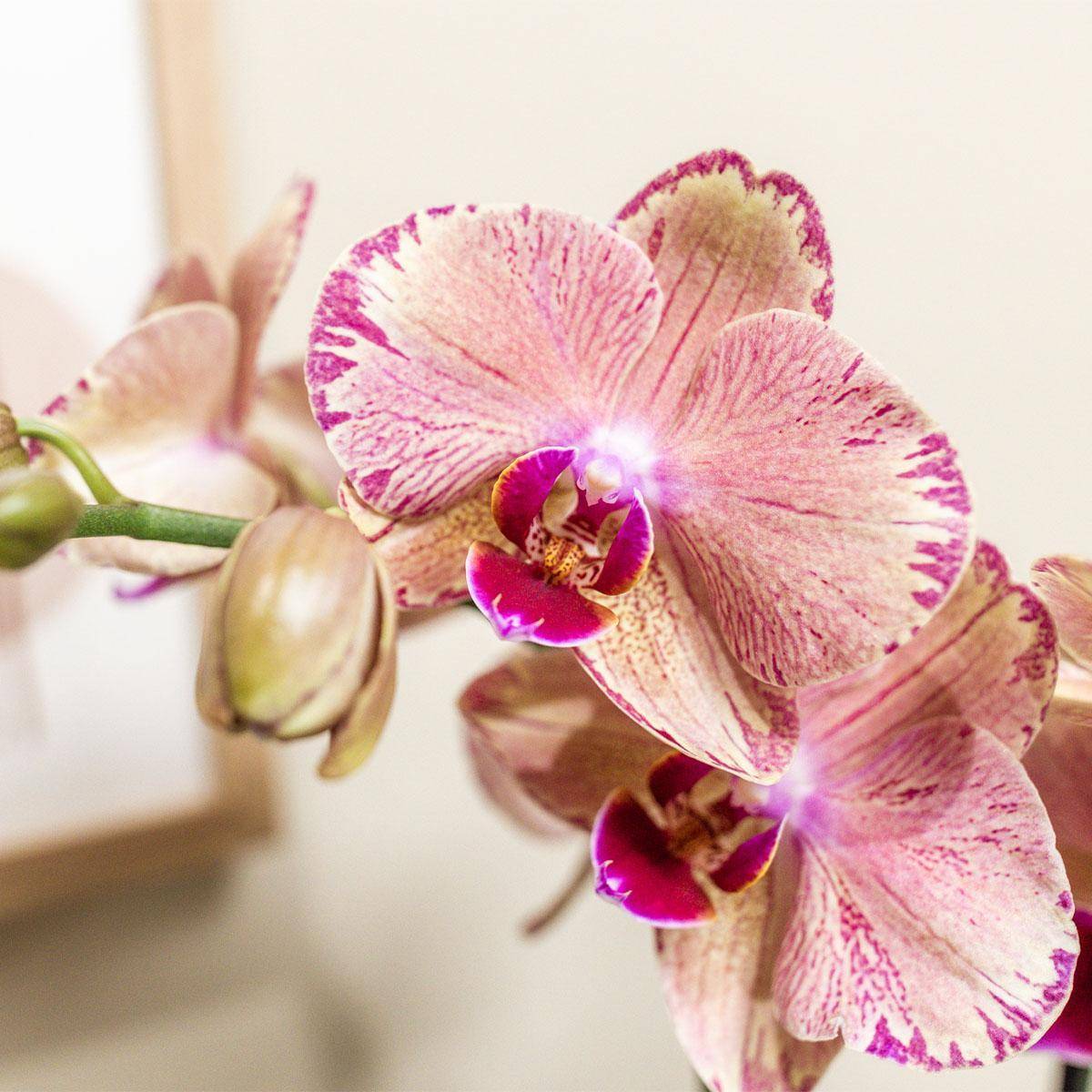La Green Touch - Orchidée Phalaenopsis Orange-Rose Jewel Pirate Picotee 45cm - Plante d'intérieur- La Green Touch - Imagen 3