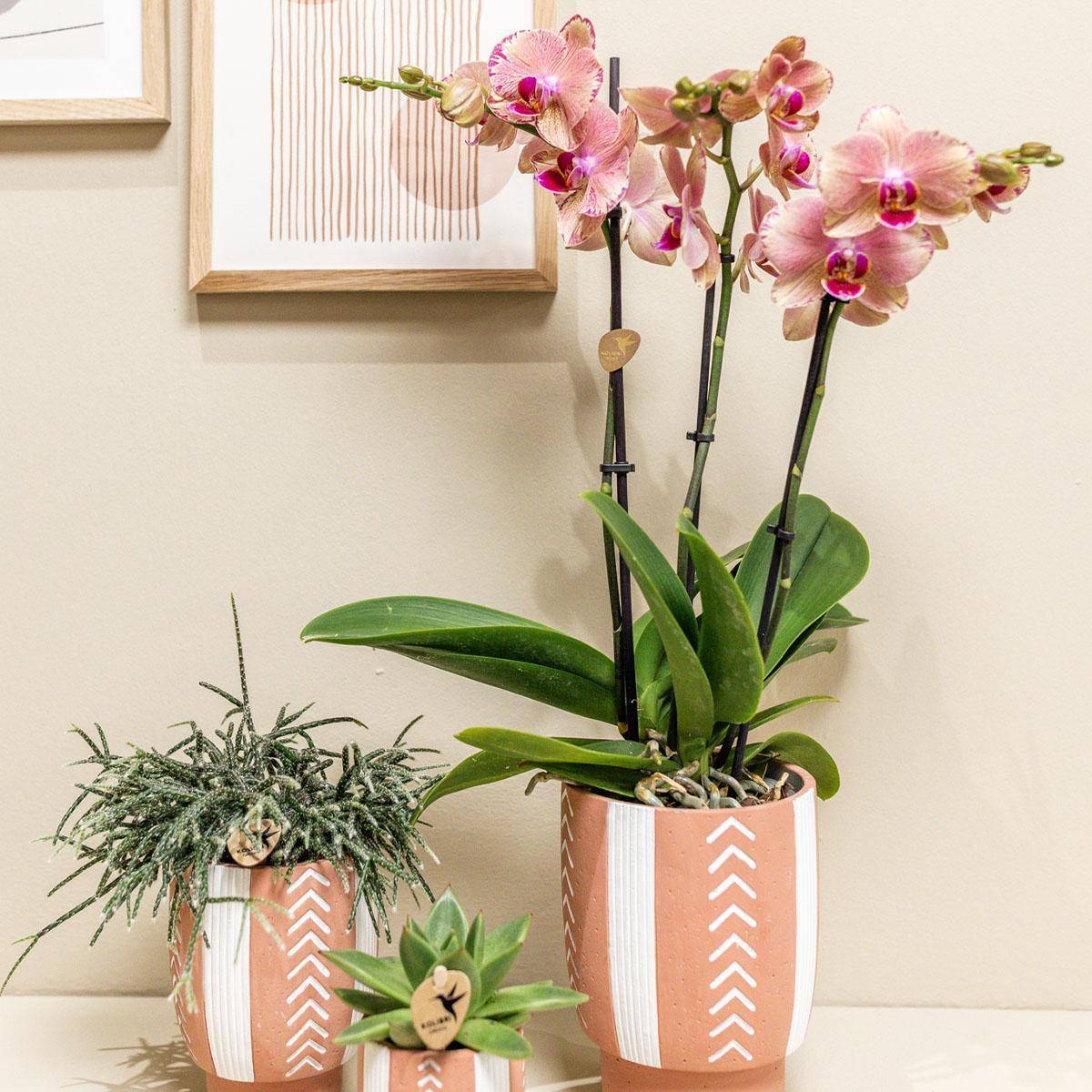 La Green Touch - Orchidée Phalaenopsis Orange-Rose Jewel Pirate Picotee 45cm - Plante d'intérieur- La Green Touch - Imagen 4