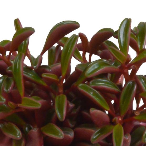 Peperomia 'graveolens' et son cache-pot blanc- La Green Touch - Image 4