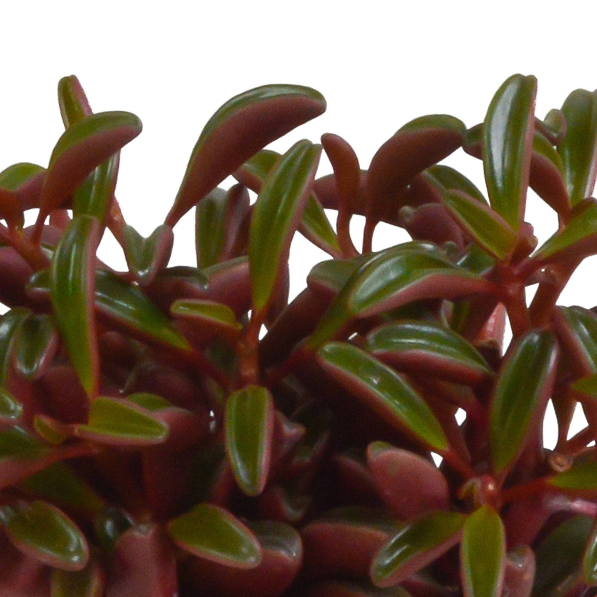 Peperomia 'graveolens' et son cache-pot blanc- La Green Touch - Image 4