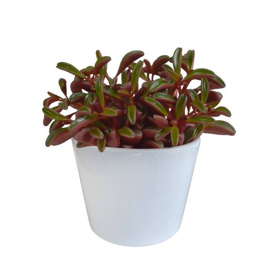 Peperomia 'graveolens' et son cache-pot blanc- La Green Touch - Image 1