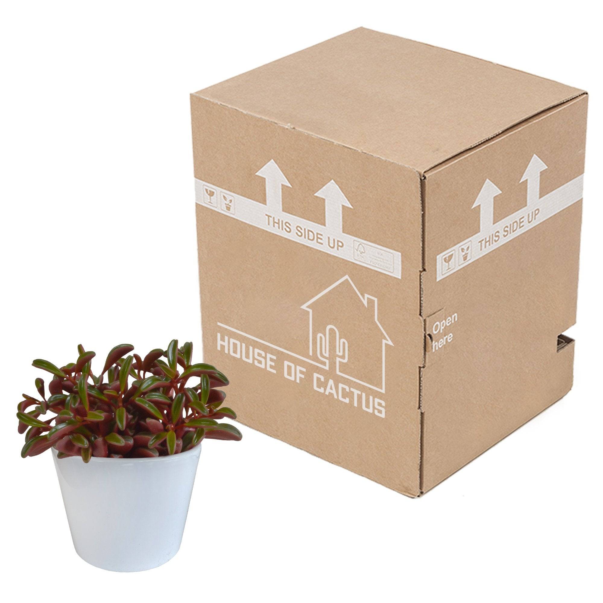 Peperomia 'graveolens' et son cache-pot blanc- La Green Touch - Image 3