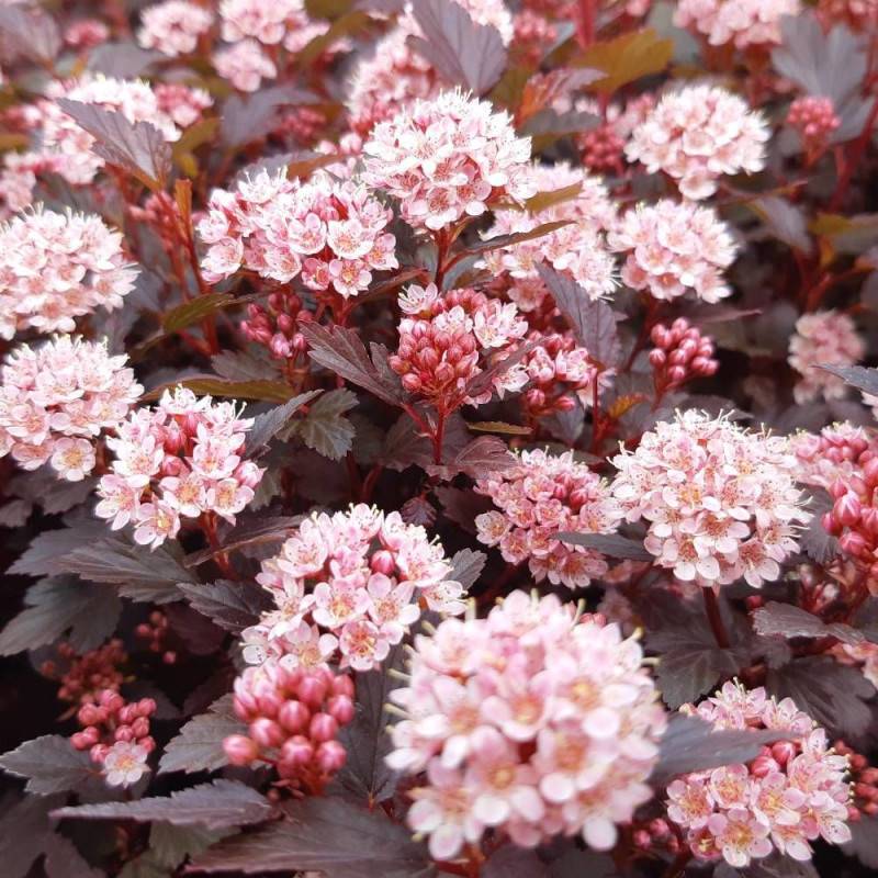 Physocarpus Little Joker® 'Hoogi041', Physocarpe à fleurs Blanche - feuillage Caduc - Pot de 3L - 40/60 cm- hauteur à maturité De 1,00 m à 1,50 m - Image 2
