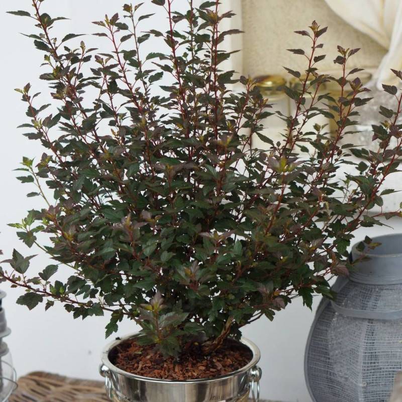 Physocarpus Little Joker® 'Hoogi041', Physocarpe à fleurs Blanche - feuillage Caduc - Pot de 3L - 40/60 cm-  hauteur à maturité De 1,00 m à 1,50 m - Imagen 1