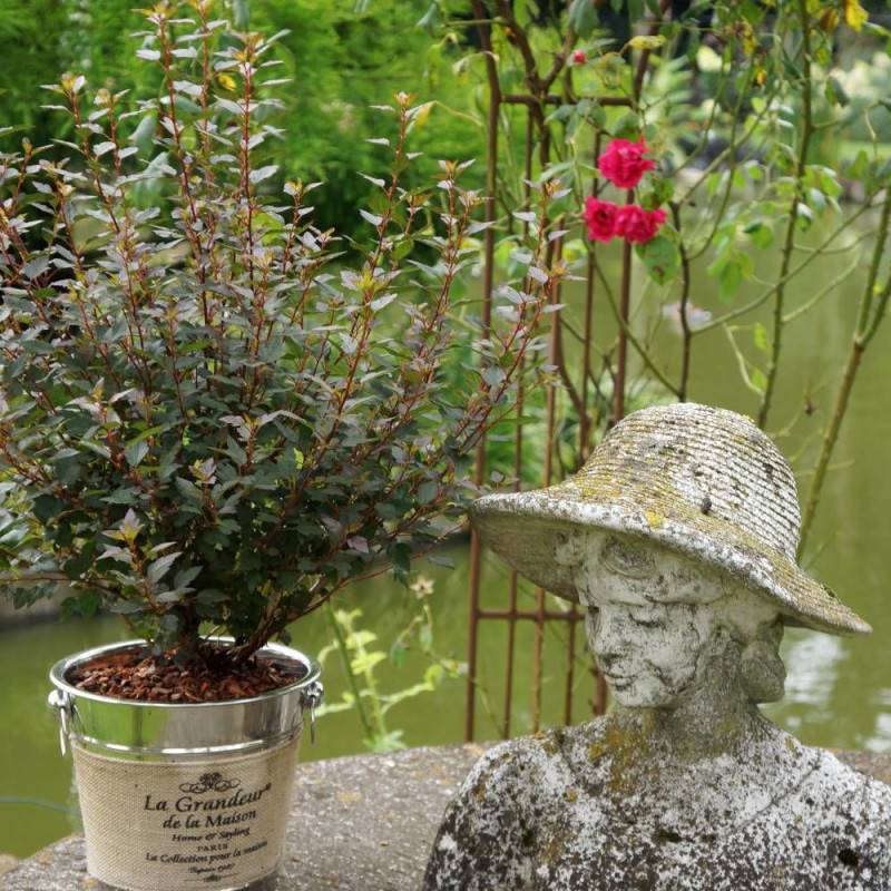 Physocarpus Little Joker® 'Hoogi041', Physocarpe à fleurs Blanche - feuillage Caduc - Pot de 3L - 40/60 cm-  hauteur à maturité De 1,00 m à 1,50 m - Imagen 3