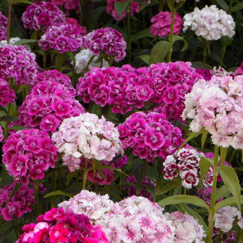 Graines d'Oeillet de Poète à fleurs doubles en mélange - Dianthus barbatus le sachet de 1700 graines environ (2g)