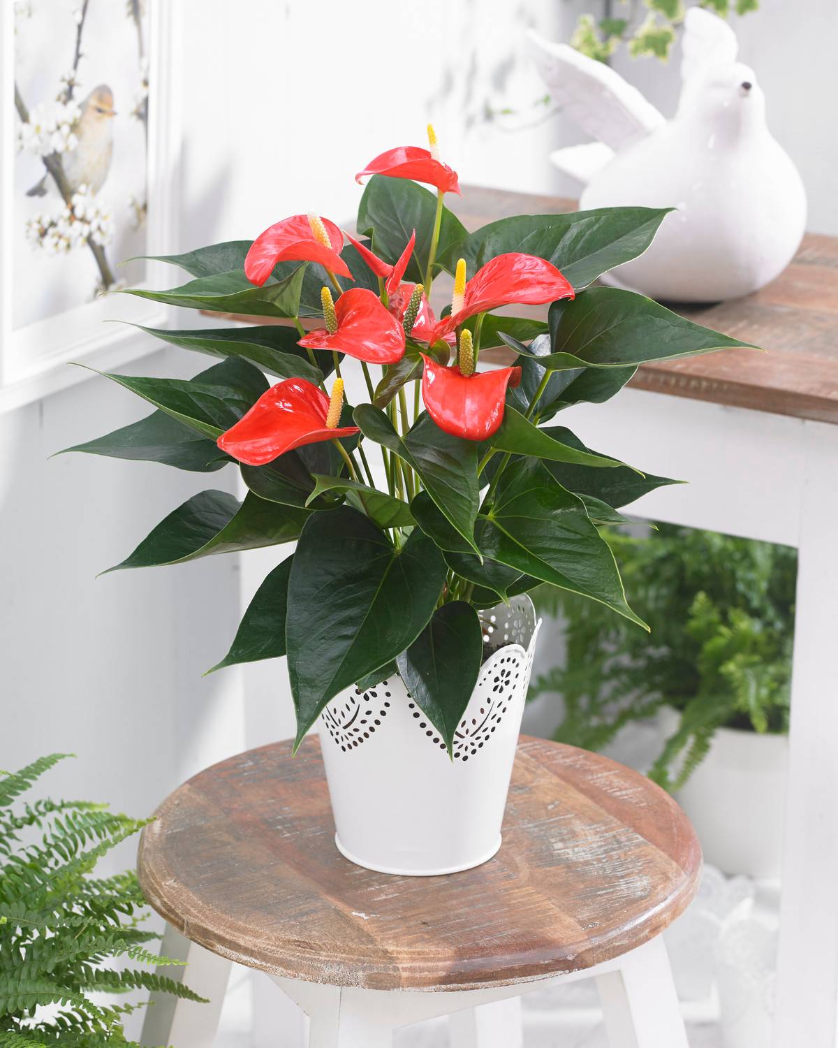 Gardenersdream - Plante Tropicale À Fleurs Flamant Rose – Anthurium Rouge – Plante En Pot À Offrir Pour La Maison Ou Le Bureau - GardenersDream - Imagen 1