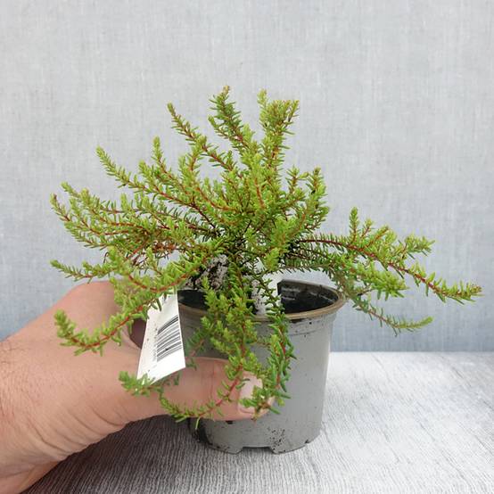 Empetrum nigrum Bernstein - Camarine noire Pot de 10 cm/11cm - Image 2