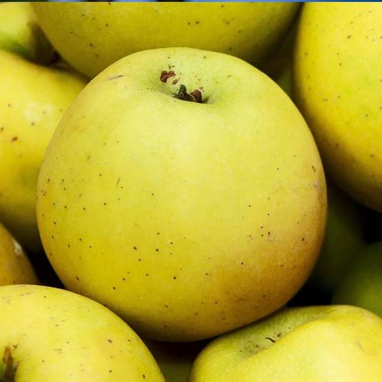 Pommier Tentation® 'Delblush' - Bon rendement - Pot de 12L - Gobelet 3 ans - De 3,00 m à 5,00 m - Image 1