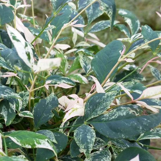 Nandina domestica Twilight - Bambou sacré Pot de 7,5L/10L