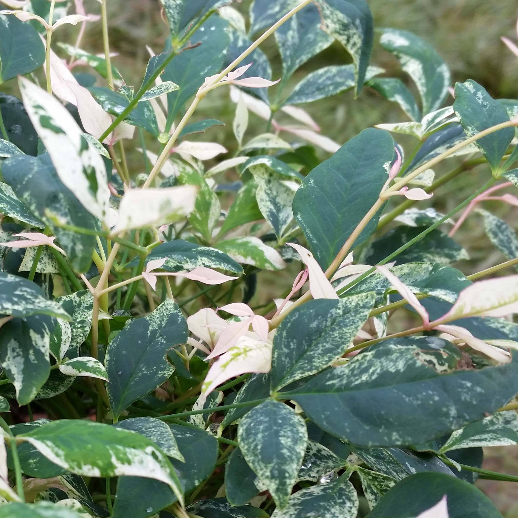 Nandina domestica Twilight - Bambou sacré Pot de 7,5L/10L