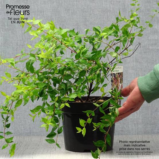 Abelia grandiflora Francis Mason Pot de 3L/4L - Image 2