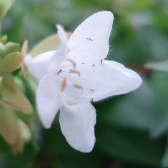 Abelia grandiflora Francis Mason Pot de 3L/4L - Image 1