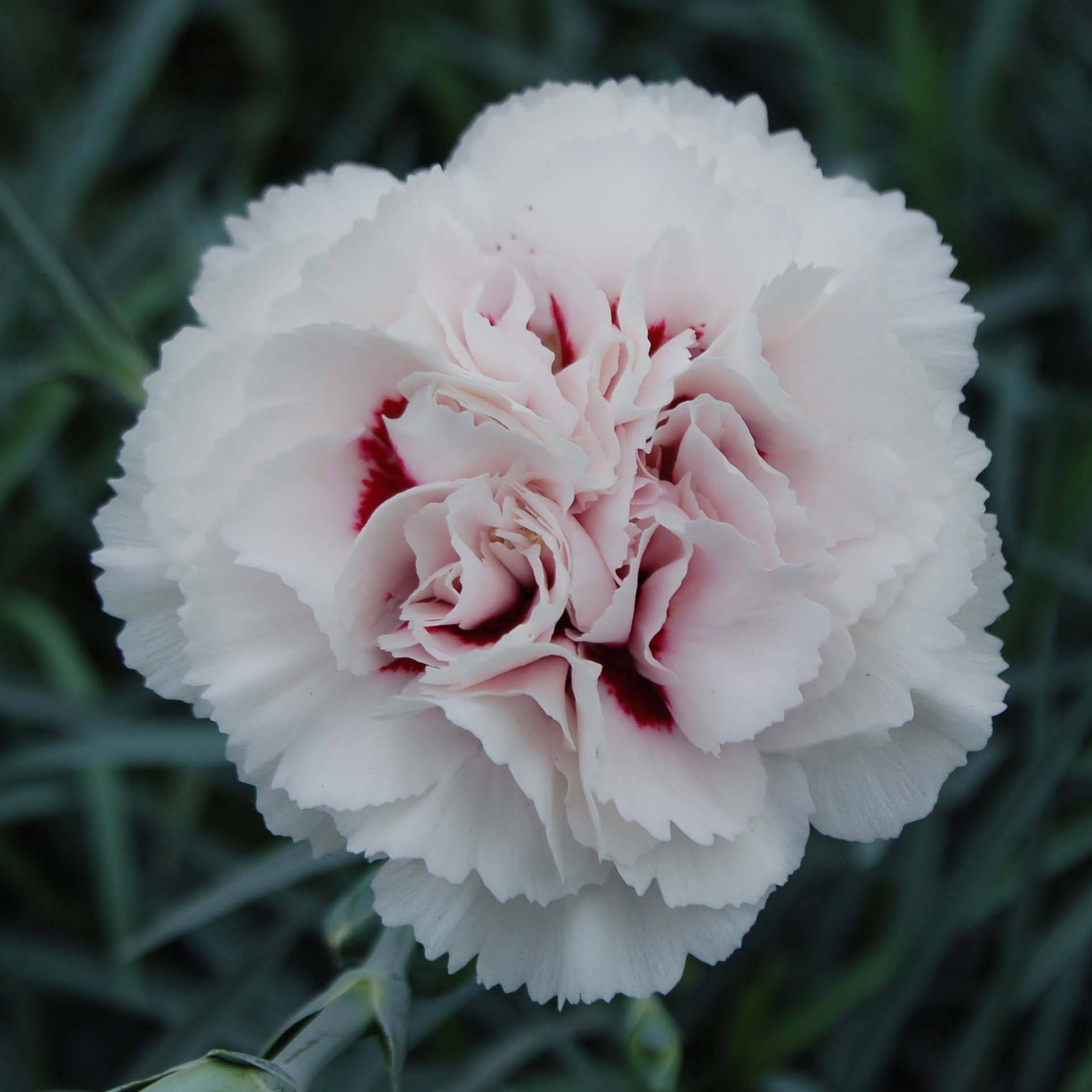 Promesse de Fleurs - Dianthus plumarius Cranmere Pool - Oeillet mignardise Godet de 7/8 cm