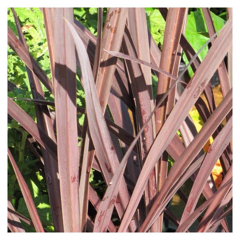 Cordyline australe Red Star - Pot de 7,5L - 60/80 cm - Image 2