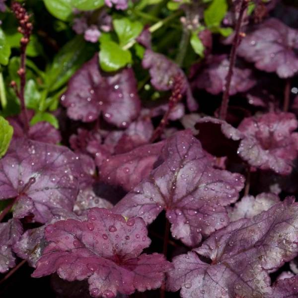 Heuchère - Heuchera Plum Royale Godet de 8/9 cm