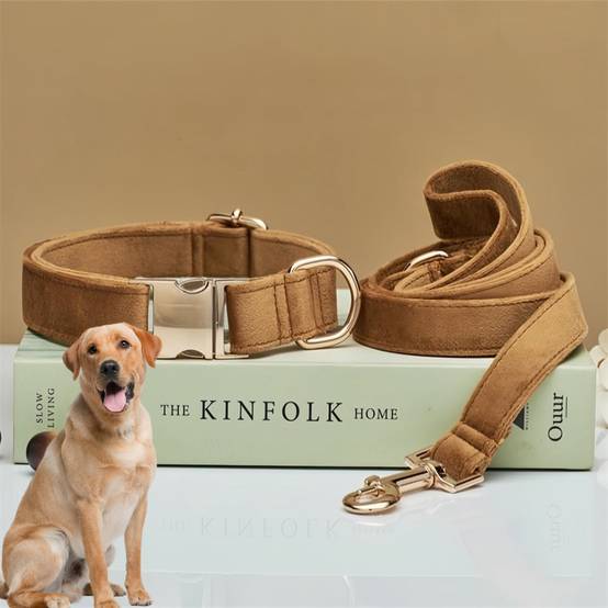 Collier et Laisse Réglable pour Chien S DtopbuyAge - Image 2
