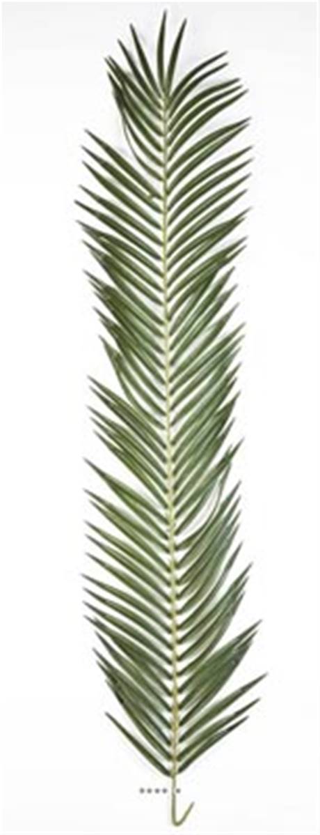 Artificielles - Feuille de Palmier Phoenix artificielle en tissu 126 cm