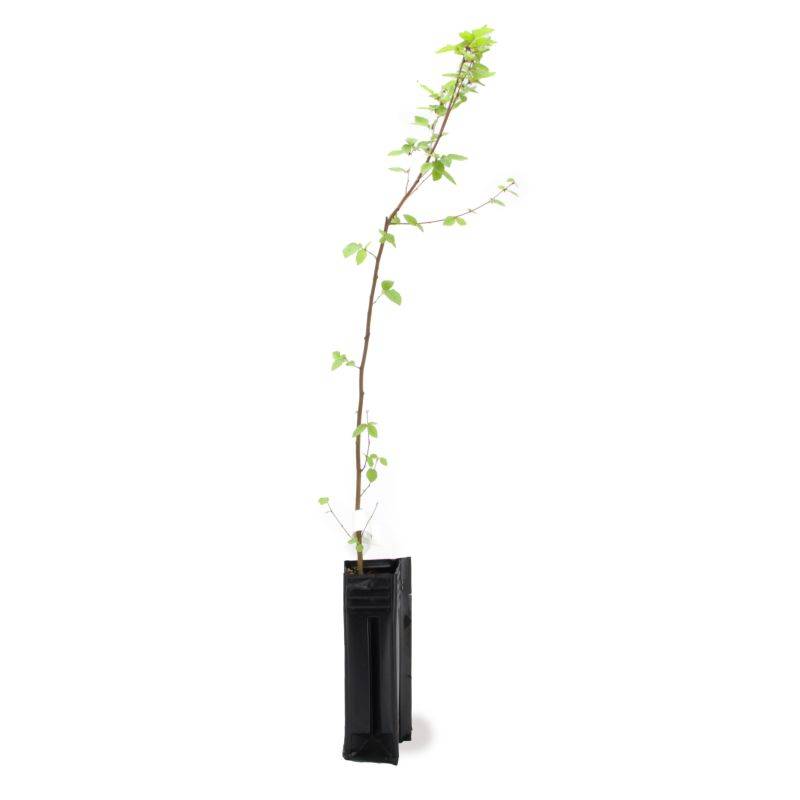 Rosier des chiens (Rosa canina) - Godet - Taille 20/40cm - Pépinières Naudet - Imagen 2