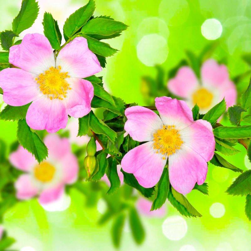 Rosier des chiens (Rosa canina) - Godet - Taille 20/40cm - Pépinières Naudet - Image 1