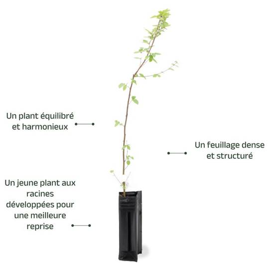 Rosier des chiens (Rosa canina) - Godet - Taille 20/40cm - Pépinières Naudet - Image 3