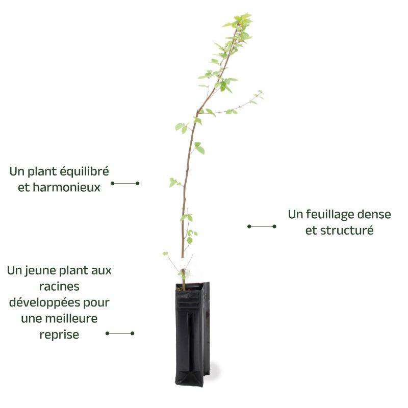 Rosier des chiens (Rosa canina) - Godet - Taille 20/40cm - Pépinières Naudet - Imagen 3