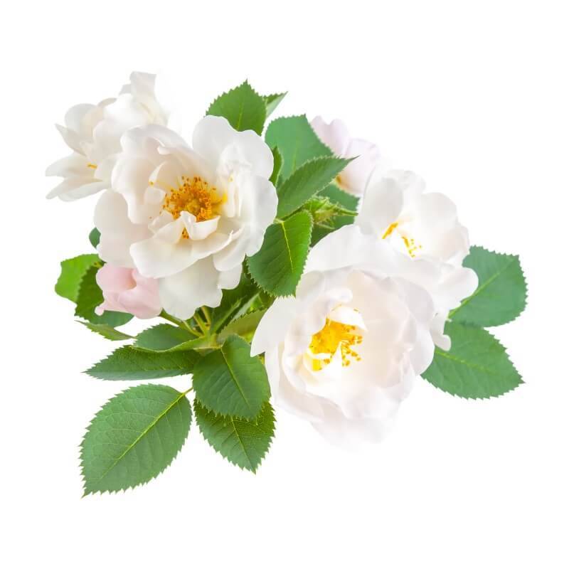 Rosier des chiens (Rosa canina) - Godet - Taille 20/40cm - Pépinières Naudet - Image 4