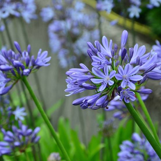 Promesse de Fleurs - Agapanthe Blue Giant Godet de 8/9 cm