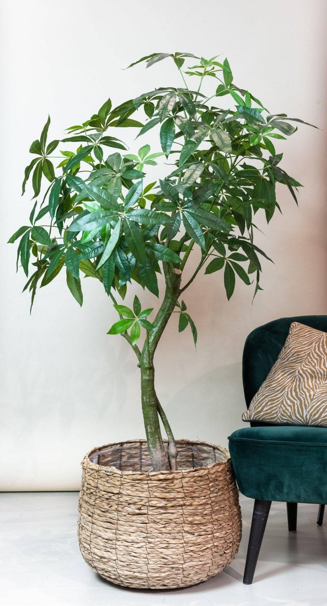 La Green Touch - Pachira Aquatica plante artificielle - h150cm, Ø17cm- La Green Touch - Imagen 4