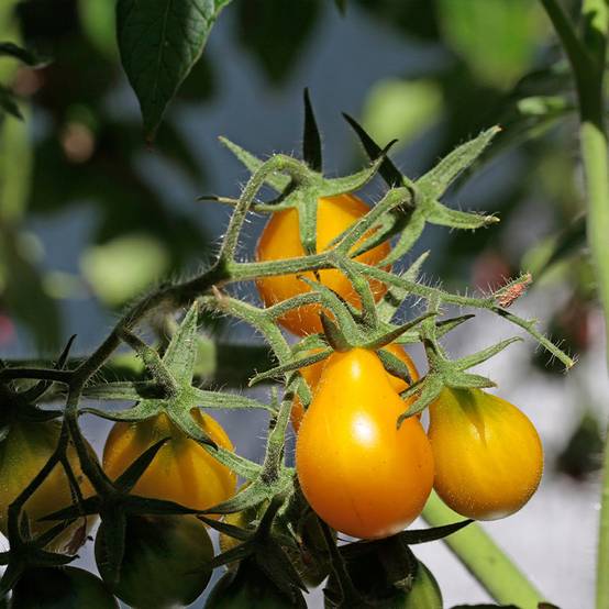 Tomate cerise Yellow Pearshaped (Poire jaune) BIO le sachet de 50 graines environ (0,2g)