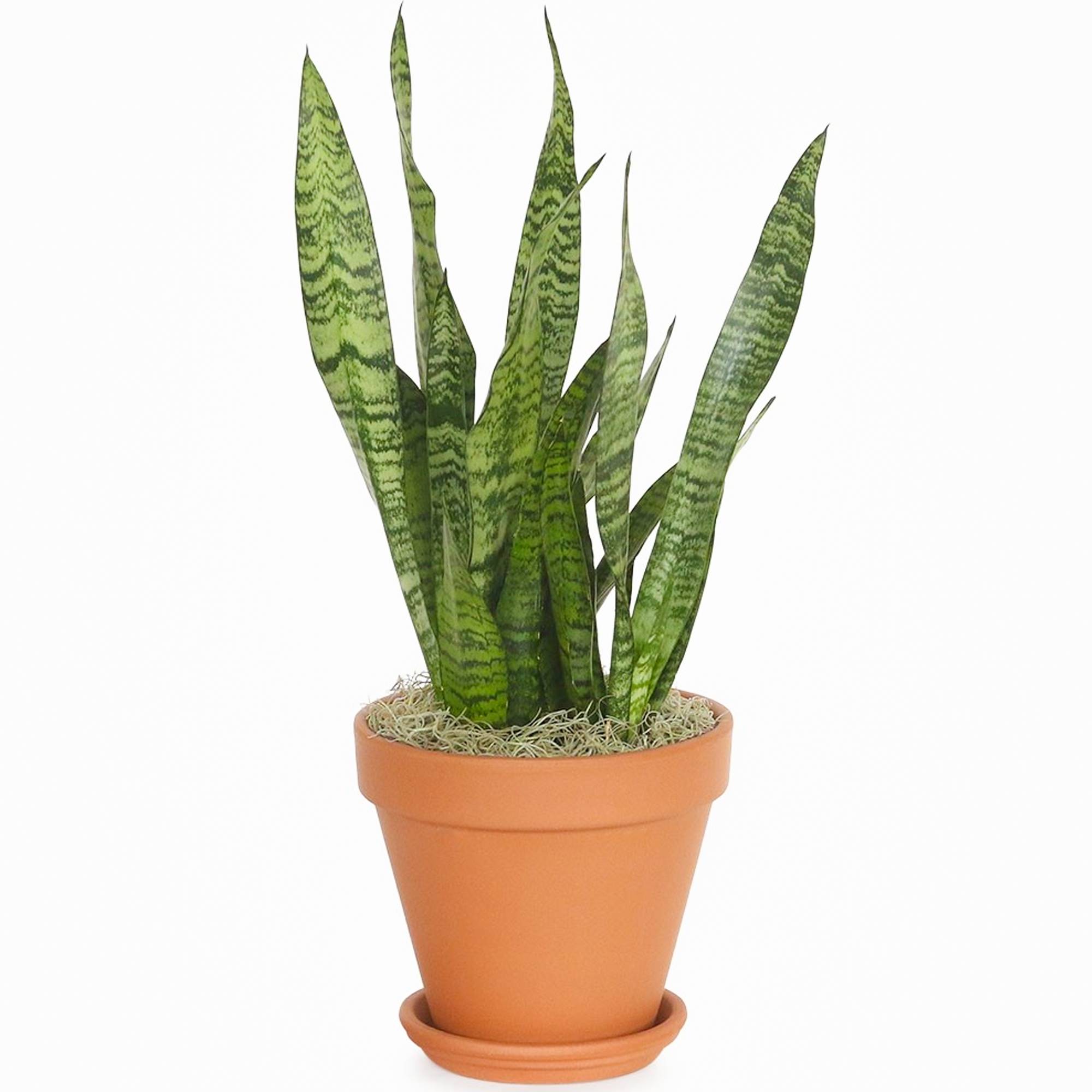 Gardenersdream - Sansevieria Black Coral Langue De Belle-Mère Pour La Maison Ou Le Bureau (De 30 À 40 Cm Pot Inclus) - GardenersDream - Imagen 2