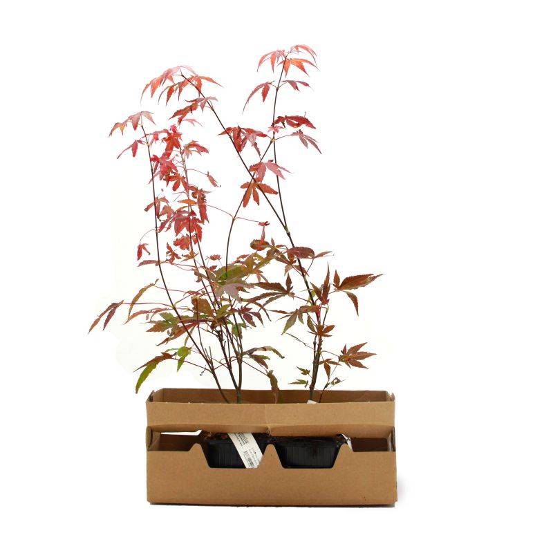 Érable du Japon 'Atropurpureum' (Acer palmatum 'Atropurpureum') - Godet 9cm - Taille 20/40cm - Pépinières Naudet - Imagen 4