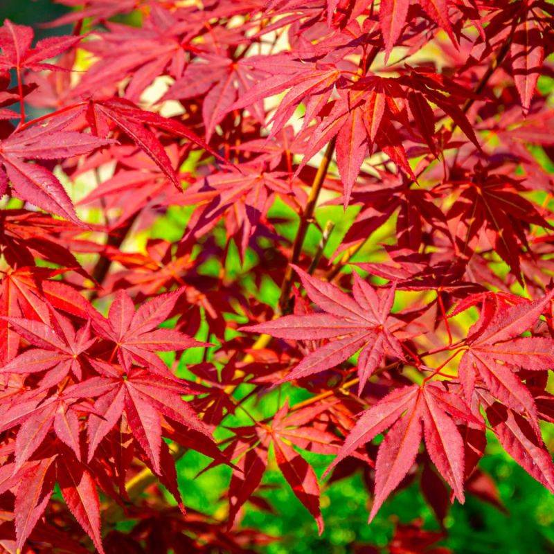Érable du Japon 'Atropurpureum' (Acer palmatum 'Atropurpureum') - Godet 9cm - Taille 20/40cm - Pépinières Naudet - Imagen 1