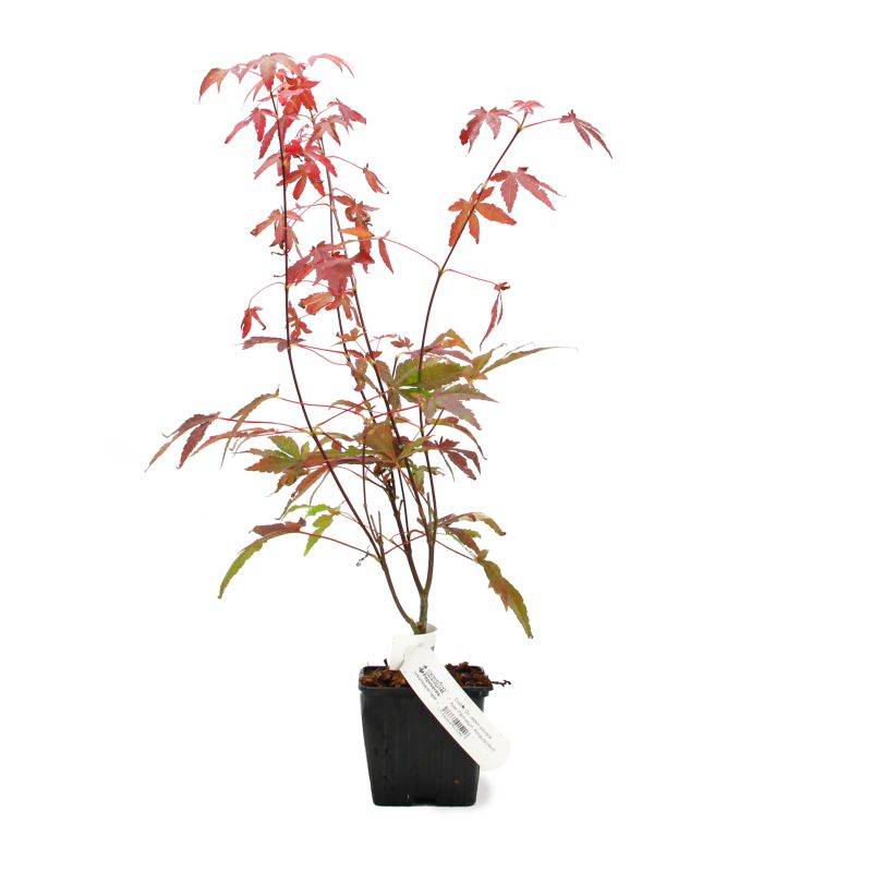 Érable du Japon 'Atropurpureum' (Acer palmatum 'Atropurpureum') - Godet 9cm - Taille 20/40cm - Pépinières Naudet - Imagen 2