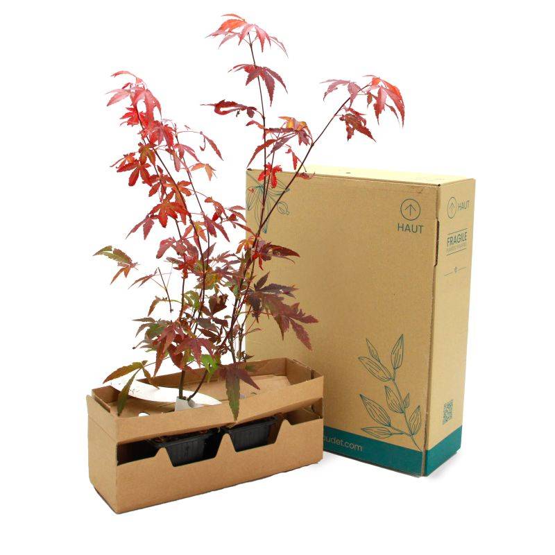 Érable du Japon 'Atropurpureum' (Acer palmatum 'Atropurpureum') - Godet 9cm - Taille 20/40cm - Pépinières Naudet - Imagen 5