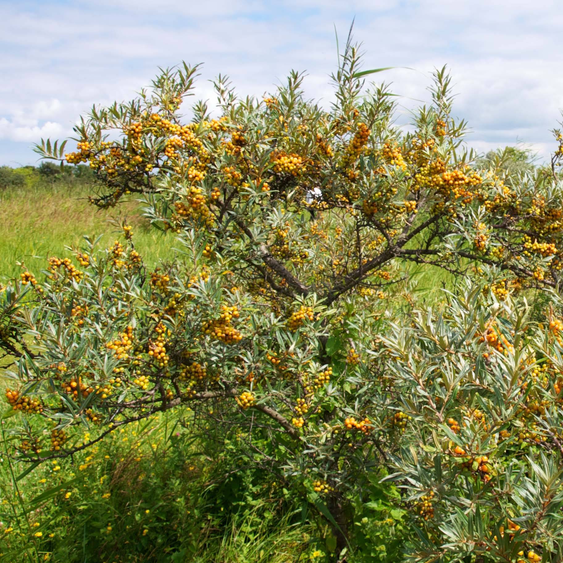 Promesse de Fleurs - Hippophae rhamnoides Leikora - Argousier femelle Godet de 8/9 cm - Image 1