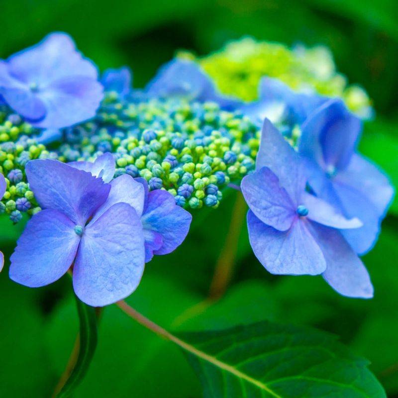 Hortensia à Bonnet de Dentelle 'Blue Bird' (Hydrangea Serrata) - Godet - Taille 13/25cm - Pépinières Naudet - Imagen 1