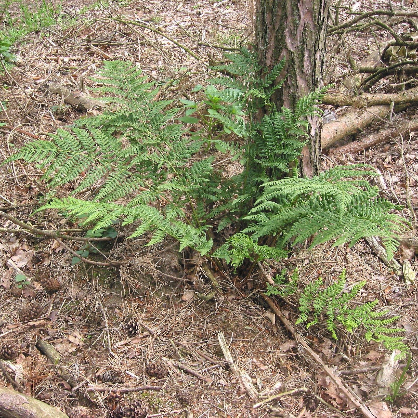 Promesse de Fleurs - Dryopteris dilatata - Fougère dilatée Godet de 8/9 cm