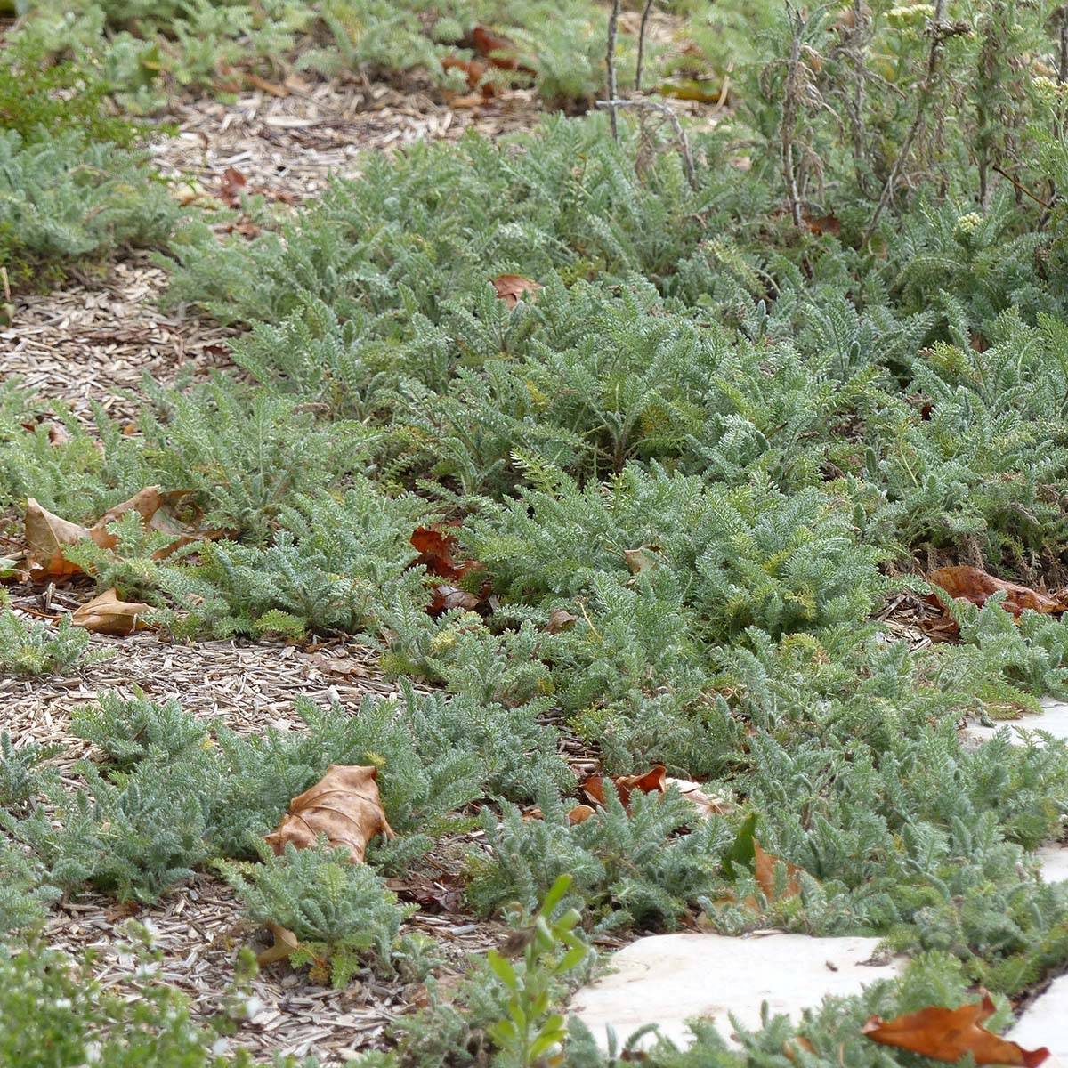 Achillée - Achillea crithmifolia Godet de 8/9 cm