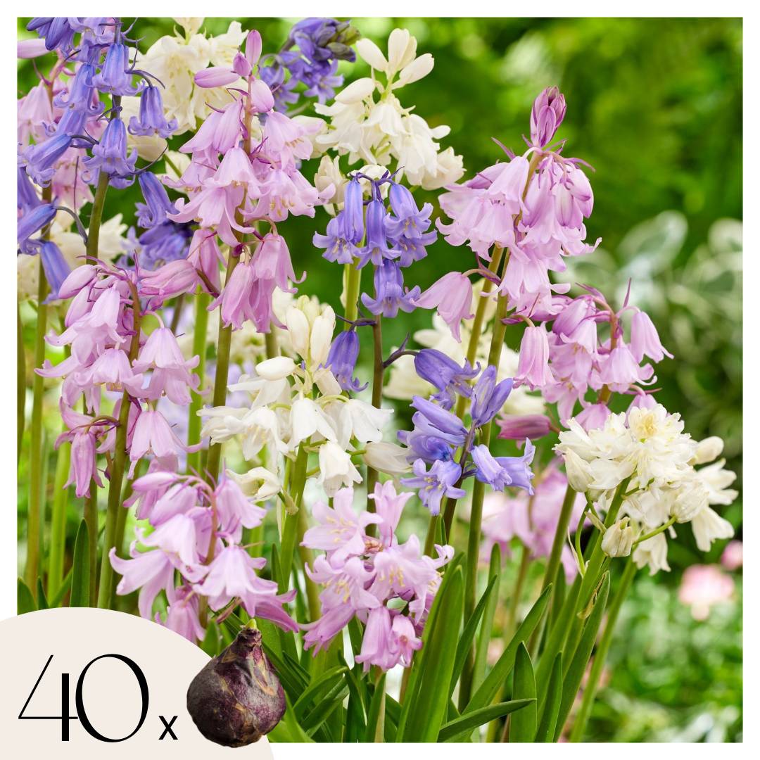 Plant In A Box - Jacinthe - Set de 40 - Hyacinthoides Hispanica - Bulbes à fleurs - Image 1
