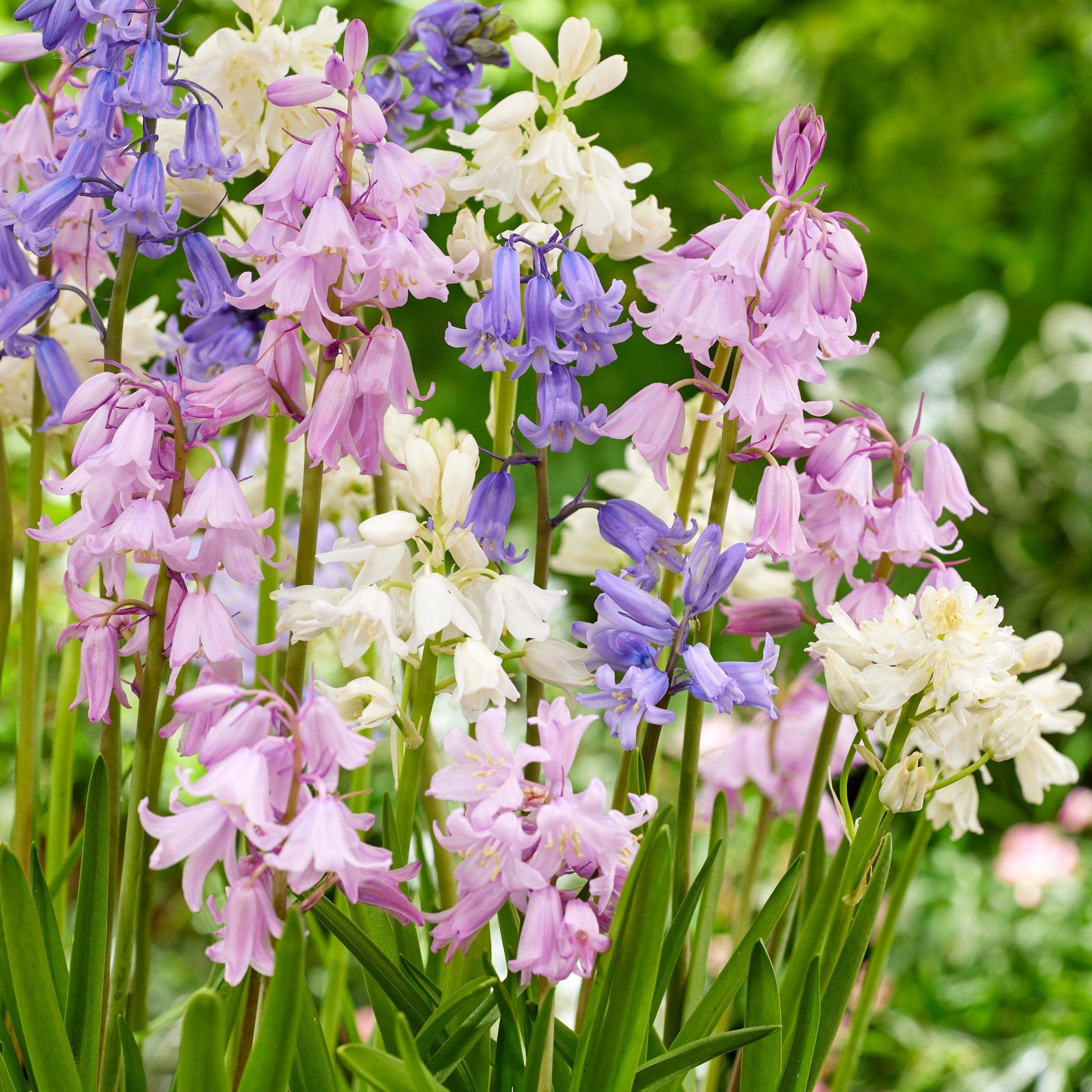 Plant In A Box - Jacinthe - Set de 40 - Hyacinthoides Hispanica - Bulbes à fleurs - Image 3