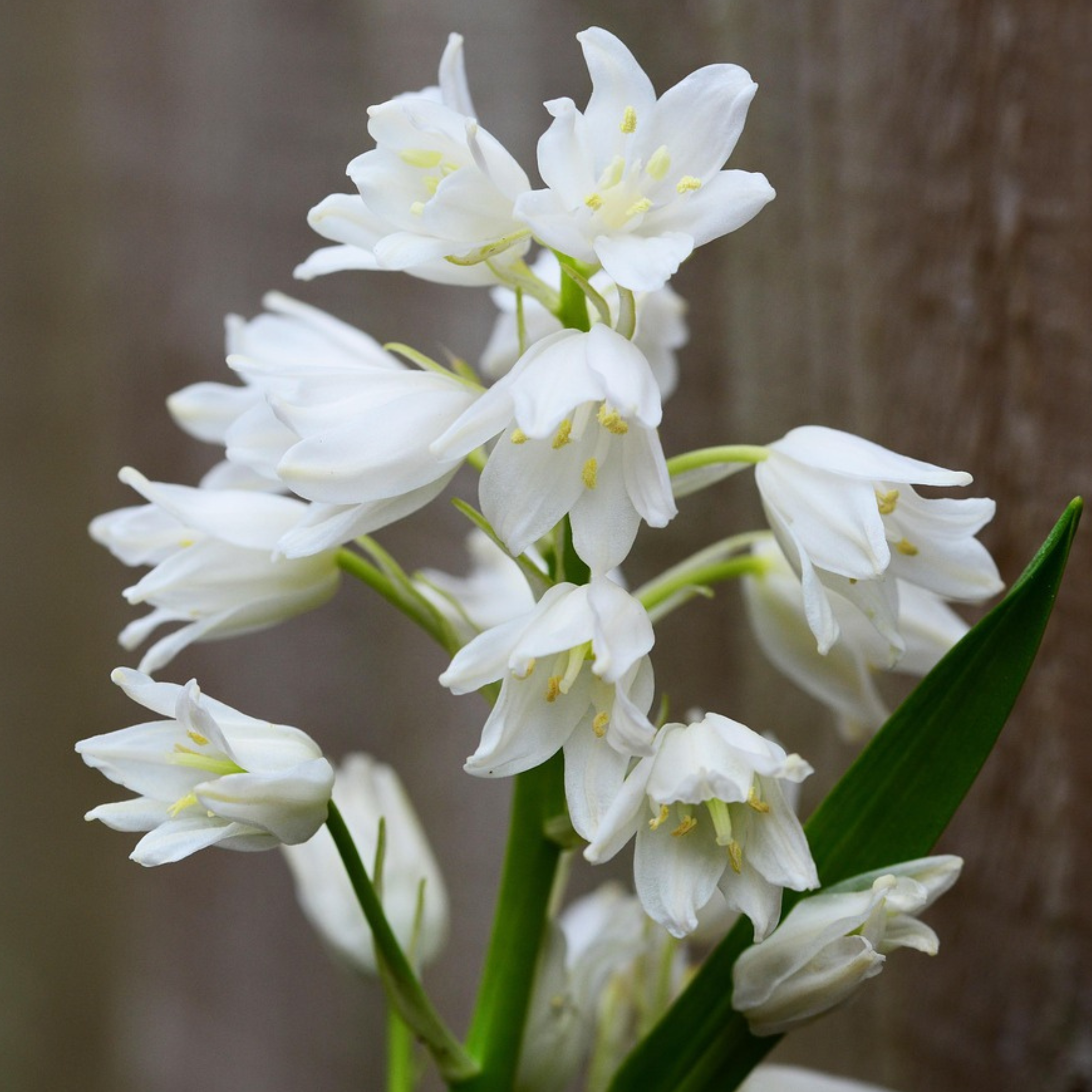 Plant In A Box - Jacinthe - Set de 40 - Hyacinthoides Hispanica - Bulbes à fleurs - Image 4