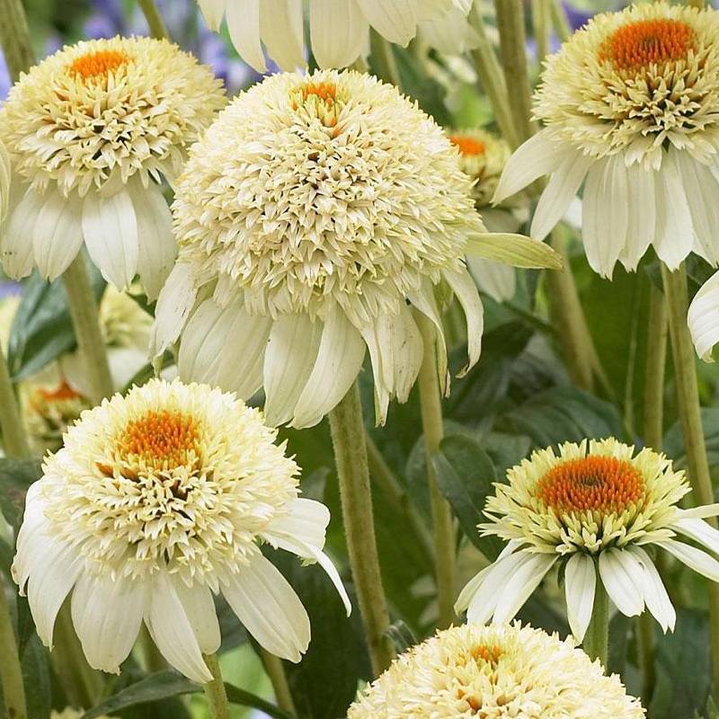 Promesse de Fleurs - Echinacea purpurea Milkshake - Echinacée Godet de 8/9 cm