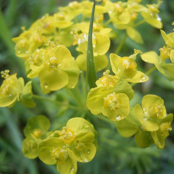 Euphorbe Petit-Cyprès - Euphorbia cyparissias Godet de 8/9 cm