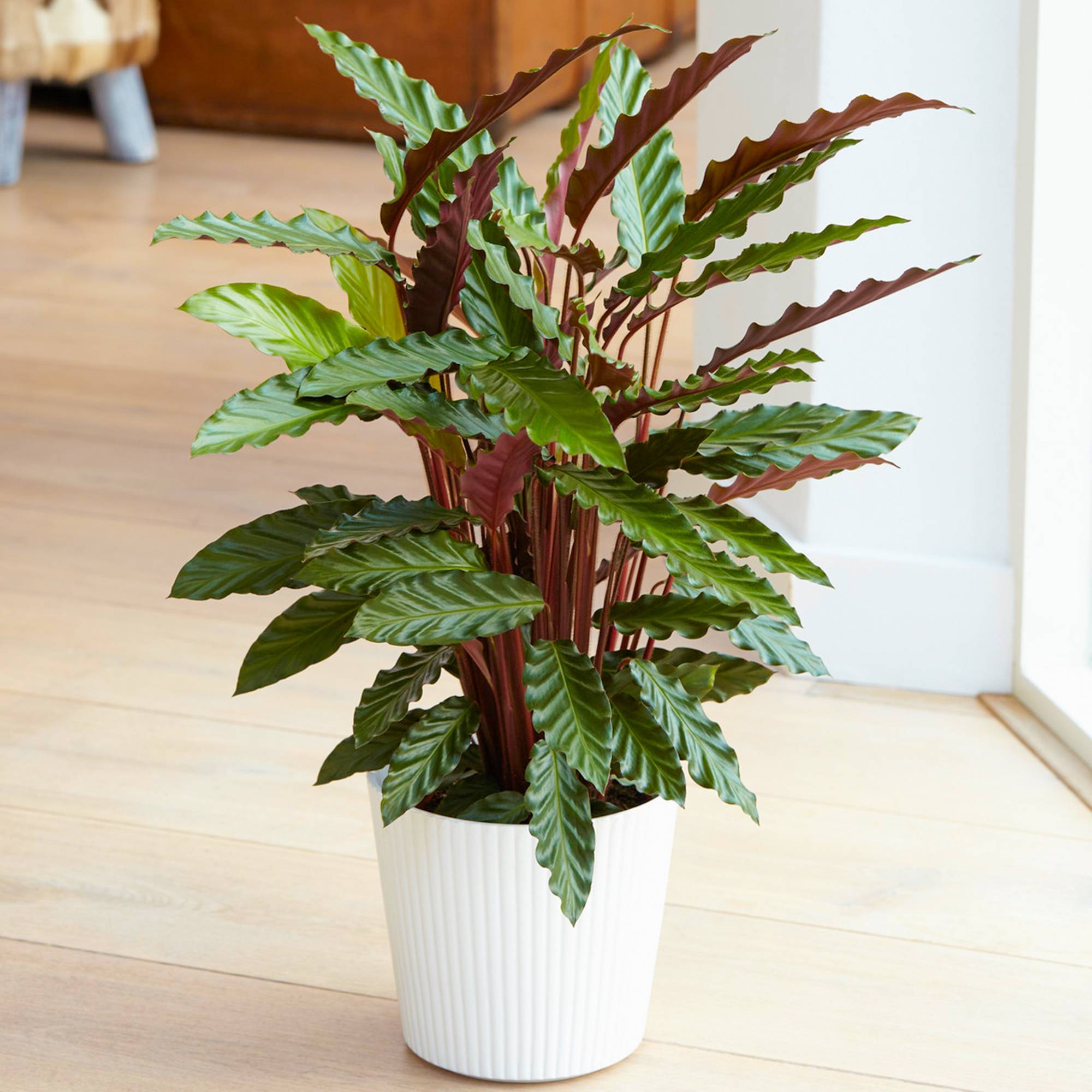 Gardenersdream - Belle Plante D'Intérieur Calathea Elger Grass Purificatrice D'Air En Pot De 30 À 40 Cm - GardenersDream - Image 1
